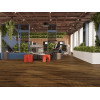 LVT плитка Дуб Натуральный Изысканный ECO 23-4