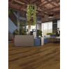 LVT плитка Дуб Натуральный Изысканный ECO 23-4